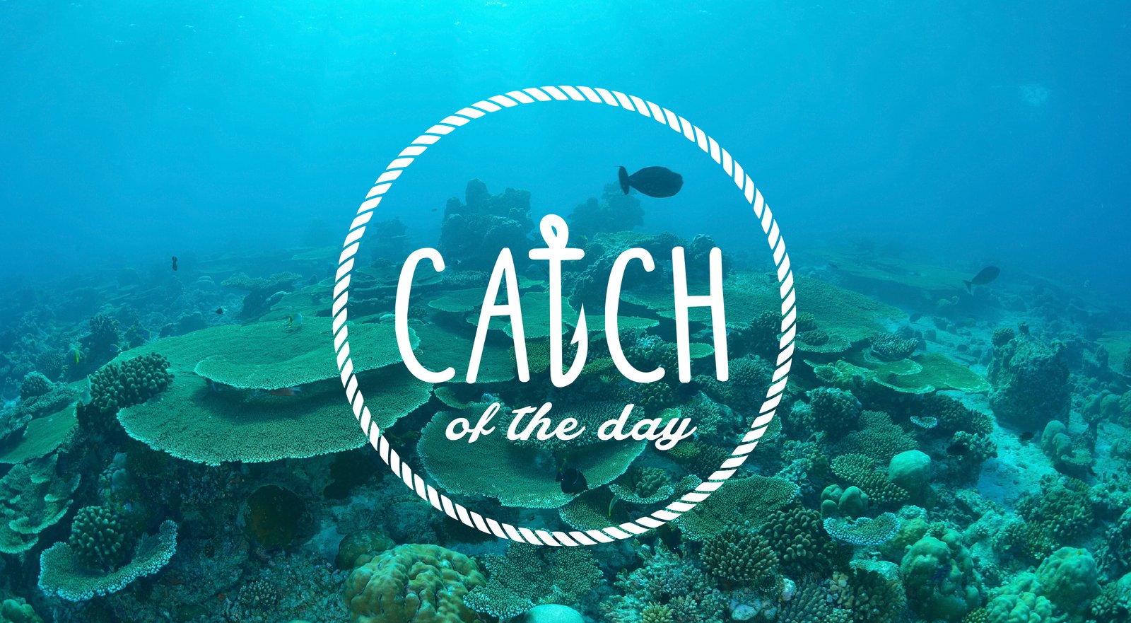 catch_logo